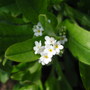 White Forget-me-nots (Myosotis alpestris (Alpine Forget-me-not))