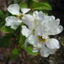 Exochorda 'The Bride' (Exochorda x macrantha (Pearl bush) 'The Bride')