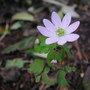 Anemonella_thalictroides_rosea_2