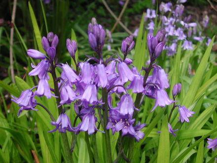 Bluebells (Hyacinthoides non-scripta (Bluebell))
