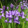 Bluebells (Hyacinthoides non-scripta (Bluebell))