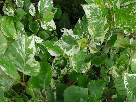 poplar leaves (Populus x jackii 'Aurora')