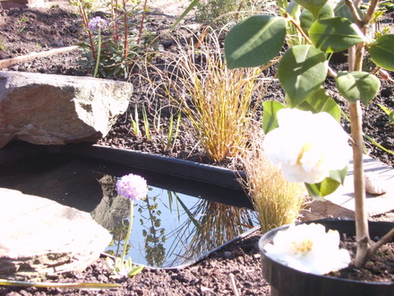 Pond with white Camellia (Primula denticulata (Drumstick primula))