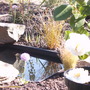 Pond_with_camellia_april_08a