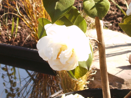 Camellia by pond (Camellia e.t.r. 'Carlyon')
