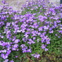 Aubretia (Aubreta)