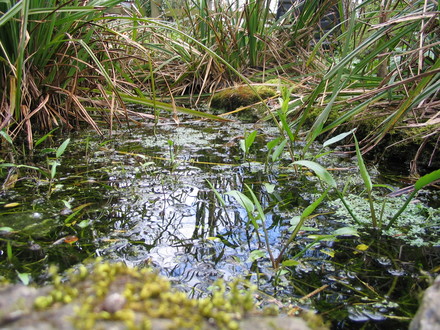 Wildlife pond