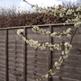 Damsonblossomvistabileveggarden15
