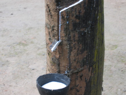 Rubber, collection of natural latex