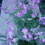 Garden_photo_s_099