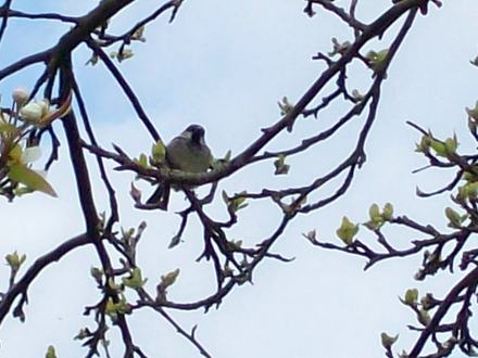 Cock Sparrow 