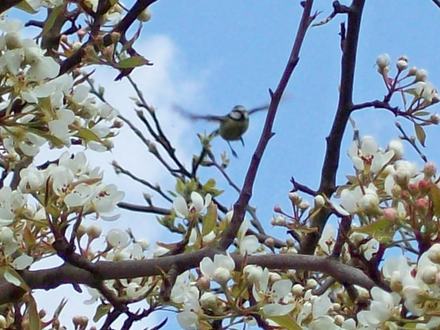 Blue Tit....