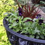 Castleplanter28