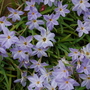 Help identify this flower