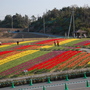 Tulips for sale