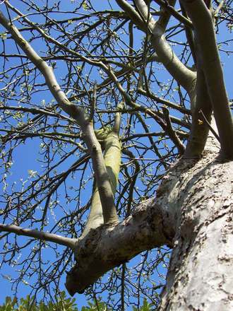 Old Apple Tree....