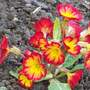 Primrose