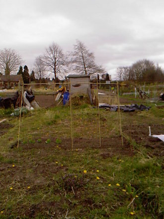Bean poles and sweet peas