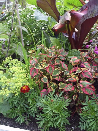 A garden flower photo