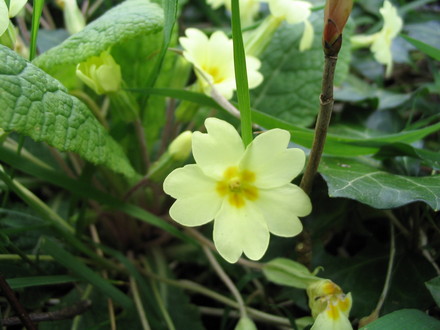 Primrose (Primula vulgaris (Native primrose))