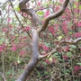 Corkscrew Hazel (Corylus avellana (Corkscrew hazel))