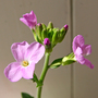 Arabis blepharophylla (Arabis blepharophylla)