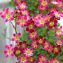 Alpine  (saxifraga mossy red)