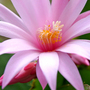 A garden flower photo