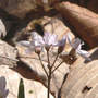 Bee_fly_sprngbeauty_4-15-08_exc_sm
