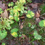 Petasites hybridus