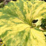 Petasites hybridus