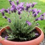 FRENCH_LAVENDER1.jpg (Lavandula papillon)