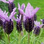 Lavandula papillon