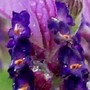FRENCH_LAVENDER6.jpg (Lavandula papillon)