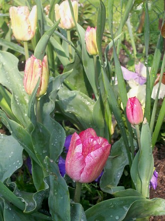 Trellis bed Tulilps (Tulipa)