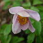 Anemne_nemorosa__buckland__2