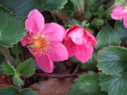 Fragaria 'Lipstick' (Fragaria)