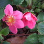 Fragaria__lipstick_