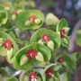 Euphorbia_close-up