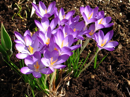 crocus (Crocus vernus (Dutch crocus))