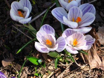 crocus (Crocus vernus (Dutch crocus))