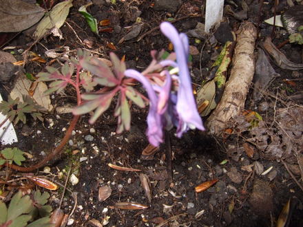 Corydalis flexuosa (Corydalis flexuosa (Corydalis))