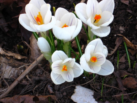 crocus (Crocus vernus (Dutch crocus))