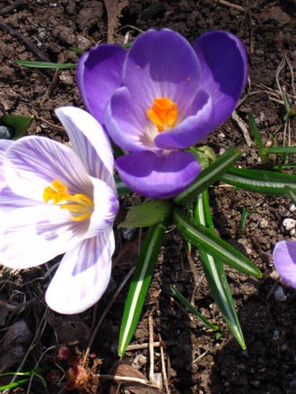 crocus (Crocus vernus (Dutch crocus))