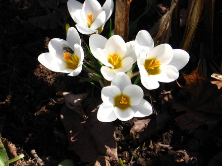 crocus (Crocus vernus (Dutch crocus))