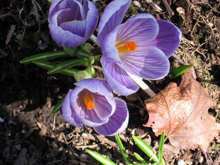 crocus (Crocus vernus (Dutch crocus))