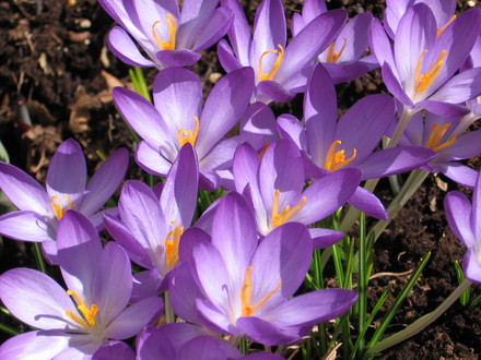 crocus (Crocus vernus (Dutch crocus))
