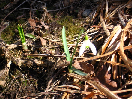 snowdrop