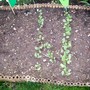 Radish1