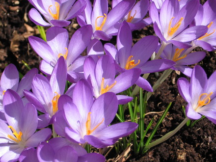 crocus (Crocus vernus (Dutch crocus))
